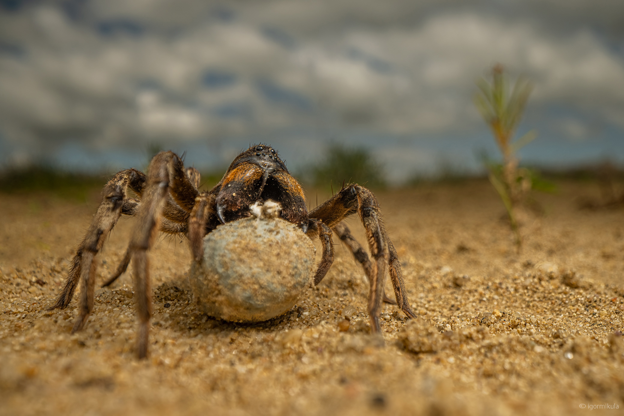 Strehúň balkánsky (Geolycosa vultuosa)