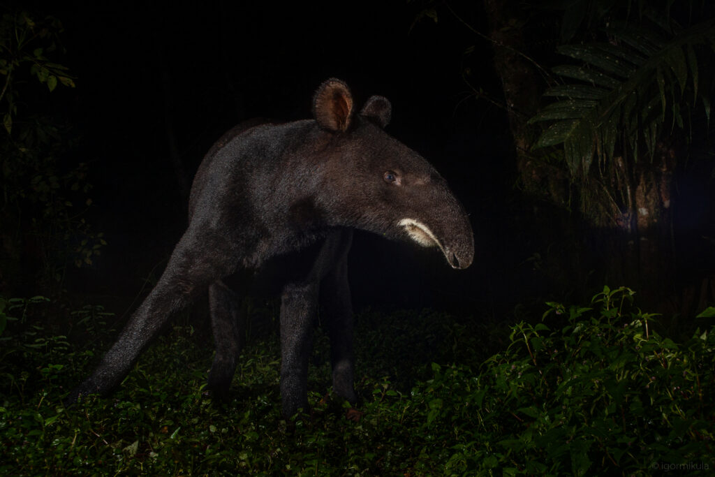 Mountain tapir (Tapirus pinchaque)