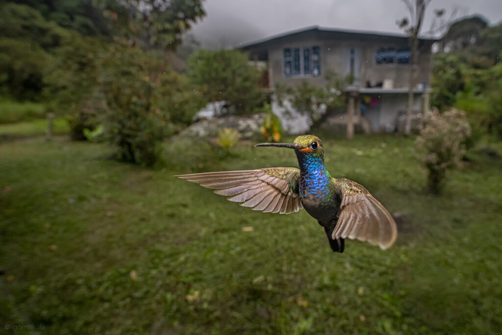 The rufous-gaped hillstar (Urochroa bougueri)