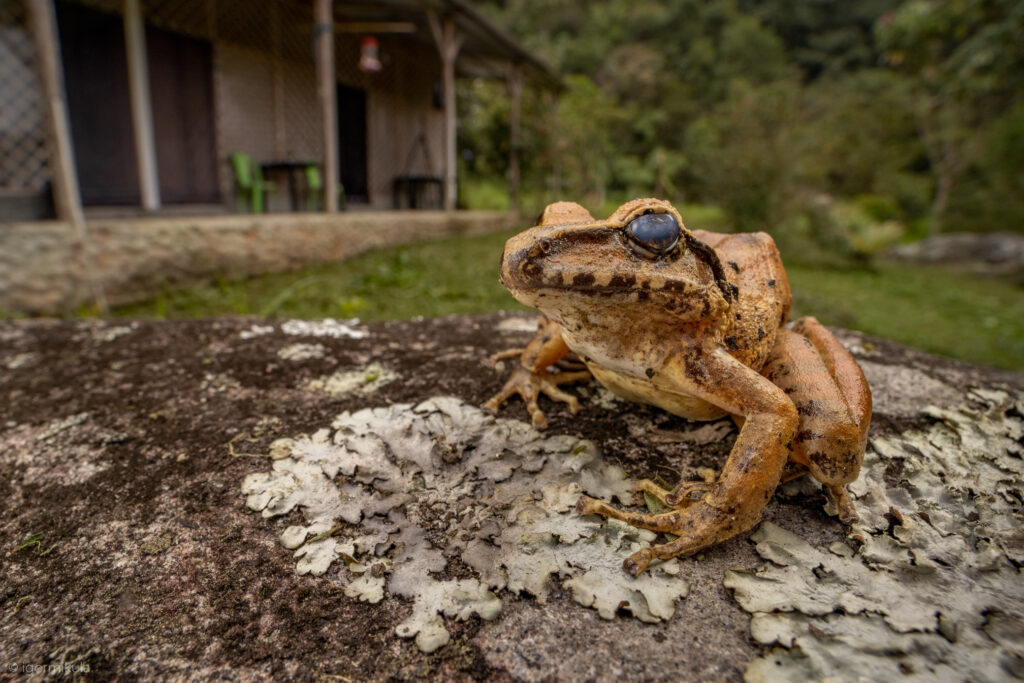 Robber frog-( Craugastor raniformis )