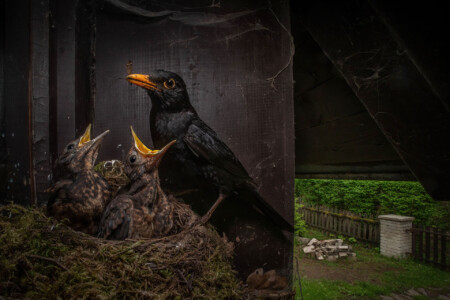 Turdus merula