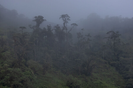 Yarumal