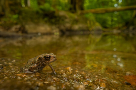 Bufo bufo