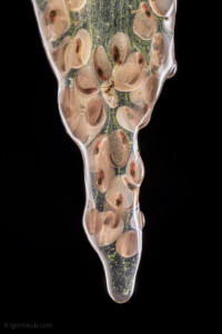 Cochranella granulosa