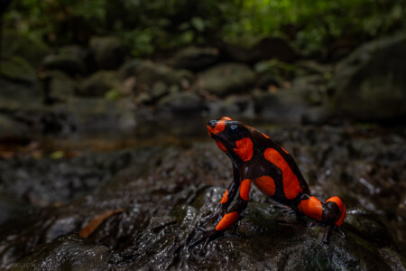 Oophaga solanensis
