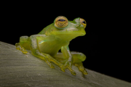 Esparadana prosoblepon