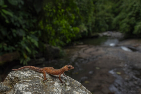 Pseudogonatodes guianensis