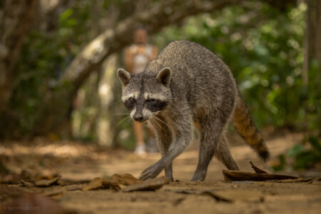 Procyon lotor