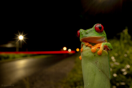 Agalychnis callidryas