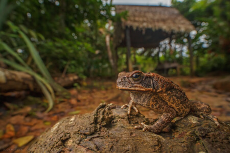 Bufo marinus