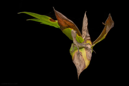 Basiliscus galeritus