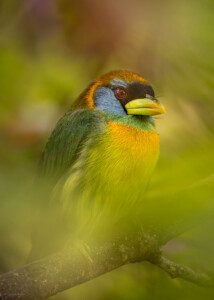 Eubucco bourcierii