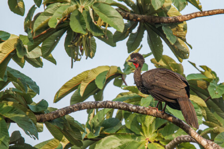 Crested-guan-Penelope-purpurascens