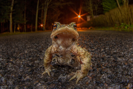bufo bufo