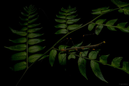 Oreophoetes peruana