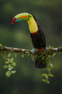 Ramphastos sulfuratus