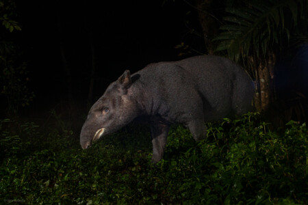 Tapirus pinchaque