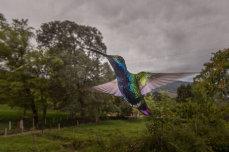 The black-throated mango (Anthracothorax nigricollis)
