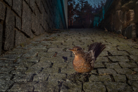 Turdus merula