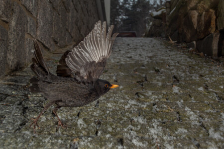 Turdus merula