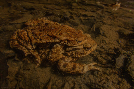 bufo bufo