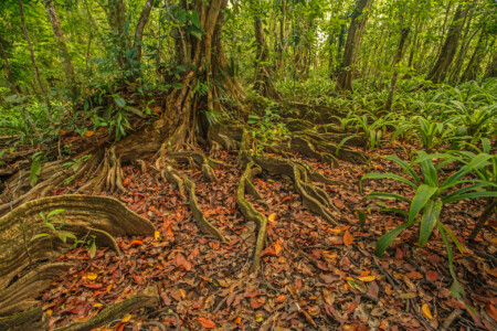 Chocó