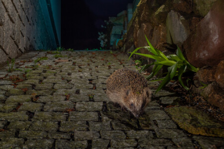 The European hedgehog (Erinaceus europaeus)