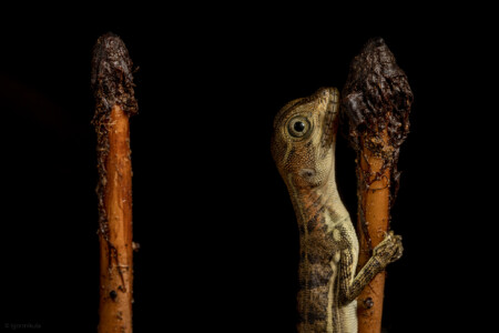 The western basilisk- (Basiliscus galeritus)