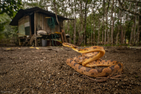 cat-eyed snake- ( Leptodeira ornata )