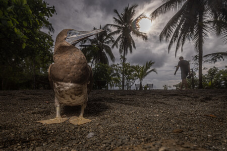 Brown Booby (Sula leucogaster)