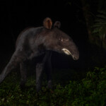 Mountain tapir (Tapirus pinchaque)