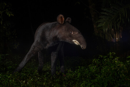 Mountain tapir (Tapirus pinchaque)