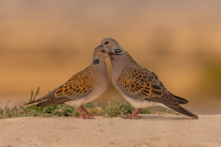 Streptopelia turtur