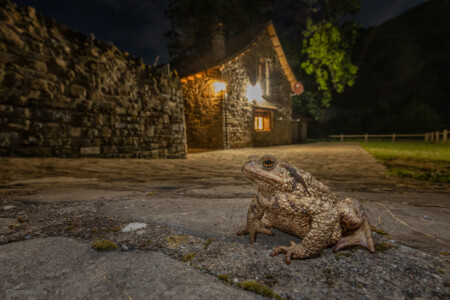 Bufo bufo