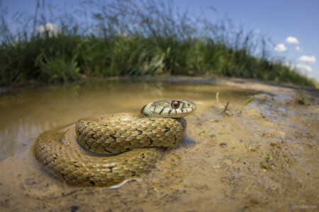 Natrix astreptophora