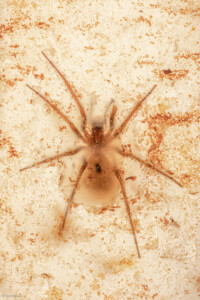 Eratigena atrica