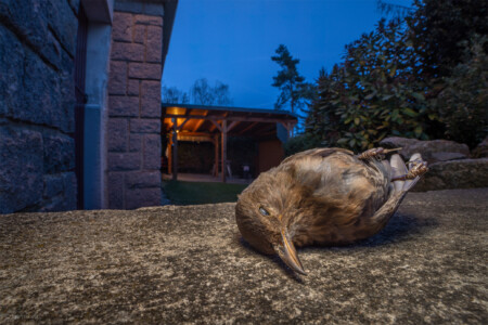 An animal killed by a cat