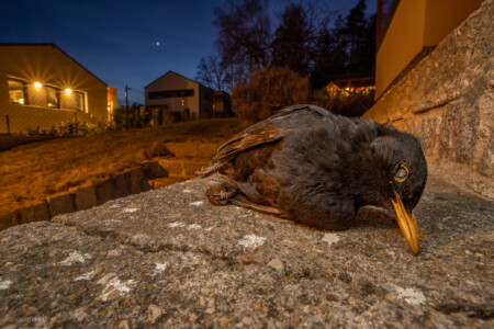 An animal killed by a cat
